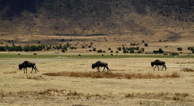 Tanzania: More violence feared over bid to evict Maasai from ancestral lands